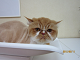IMG_0369[1]_thumb.png